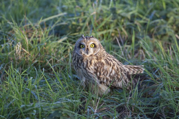 Short-eared owl (Asio flammeus) adult bird in grassland in winter, England, United Kingdom