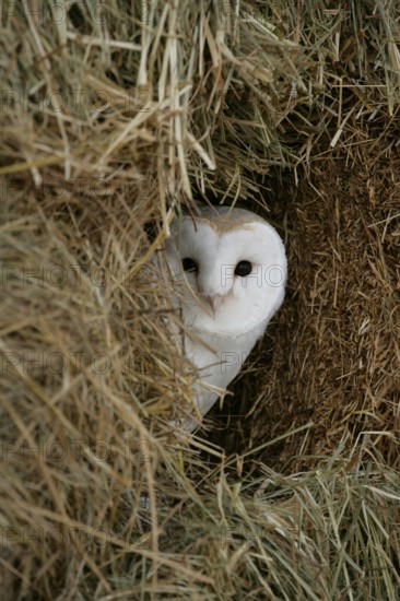 Barn owl (Tyto alba) adult bird looking out of a farm straw bale haystack, England, United Kingdom