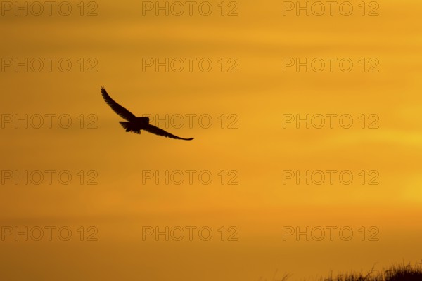 Barn owl (Tyto alba) adult bird in flight silhouette at sunset, England, United Kingdom