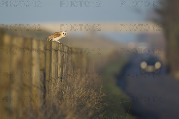 Barn Owl (Tyto alba) adult bird perched on a roadside fence post with oncoming cars traffic, England, United Kingdom