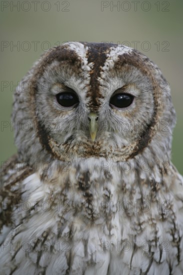 Tawny owl (Strix aluco) adult bird head portrait, England, United Kingdom