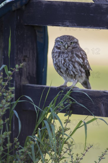 Little owl (Athene noctua) adult bird on a fence, England, United Kingdom