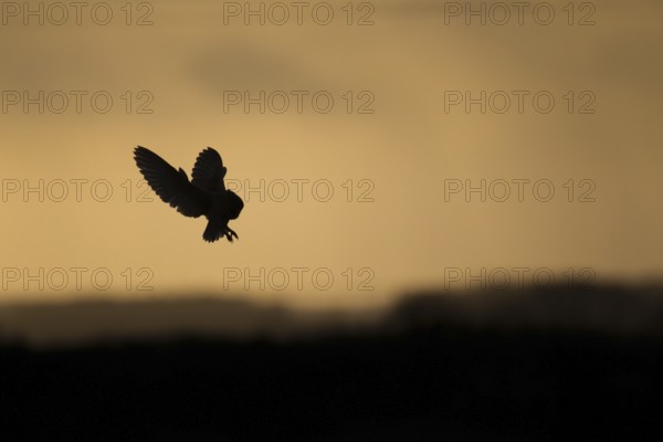 Barn owl (Tyto alba) adult bird hovering hunting in flight silhouette at sunset, England, United Kingdom