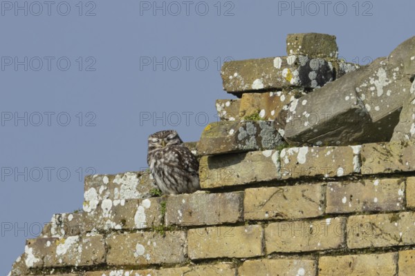 Little owl (Athene noctua) adult bird sleeping on an old building, England, United Kingdom