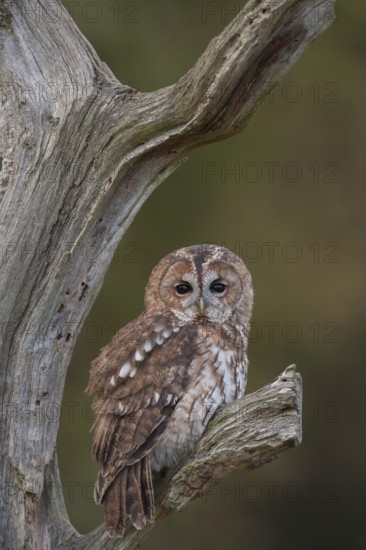 Tawny owl (Strix aluco) adult bird resting on a tree branch in a woodland in autumn, England, United Kingdom