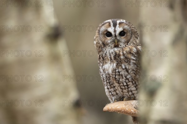 Tawny owl (Strix aluco) adult bird resting on a Bracket fungi on a Silver birch tree in a woodland in autumn, England, United Kingdom