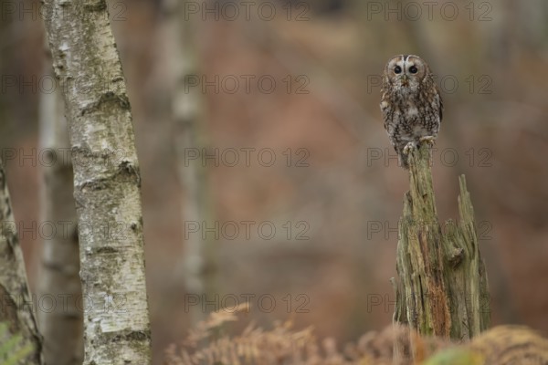 Tawny owl (Strix aluco) adult bird resting on a tree stump in a woodland in autumn, England, United Kingdom