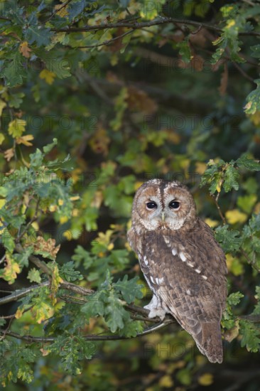 Tawny owl (Strix aluco) adult bird resting on an oak tree branch in a woodland in autumn, England, United Kingdom