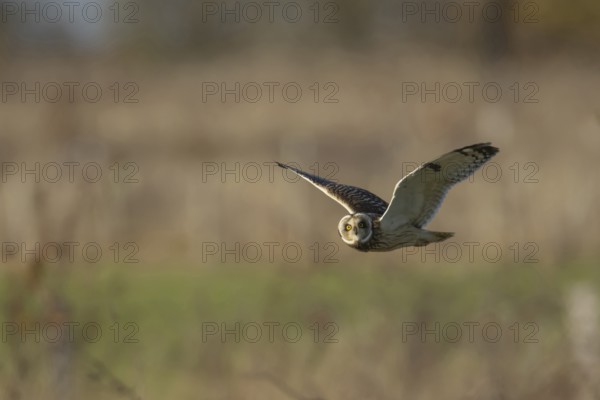 Short-eared owl (Asio flammeus) adult bird in flight, England, United Kingdom