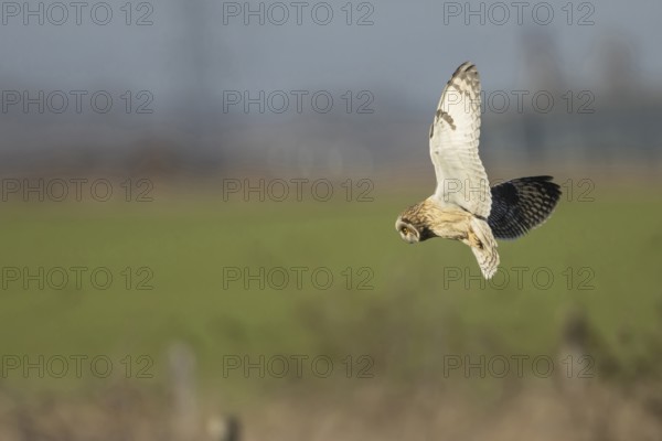 Short-eared owl (Asio flammeus) adult bird hovers in flight before diving down for prey, England, United Kingdom