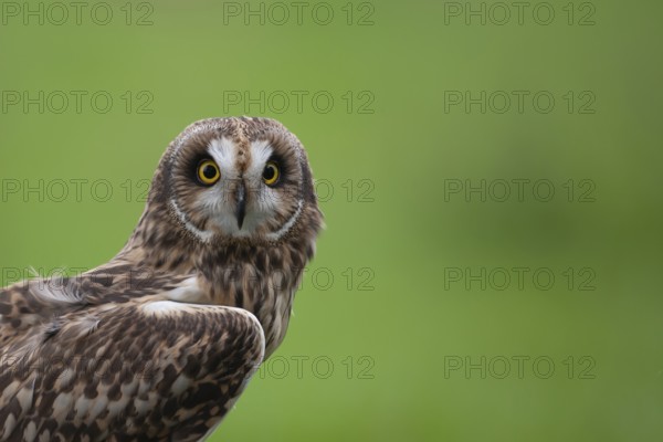 Short-eared owl (Asio flammeus) adult bird head portrait, England, United Kingdom
