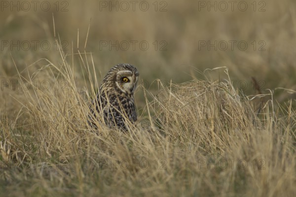 Short-eared owl (Asio flammeus) adult bird hunting in grassland in winter, England, United Kingdom