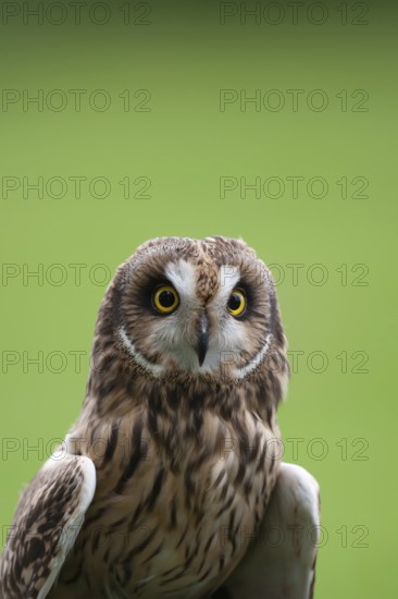 Short-eared owl (Asio flammeus) adult bird head portrait, England, United Kingdom