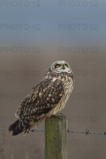 Short-eared owl (Asio flammeus) adult bird on a fence post in winter, England, United Kingdom