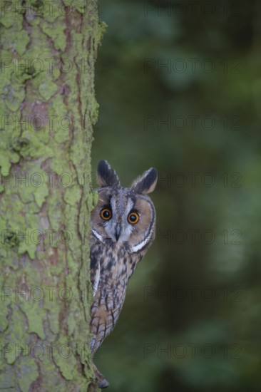 Long eared owl (Asio otus) adult bird looking round a tree trunk, England, United Kingdom