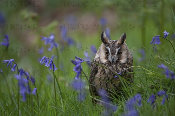 Long eared owl (Asio otus) adult bird amongst flowering bluebell flowers in a woodland in spring, England, United Kingdom