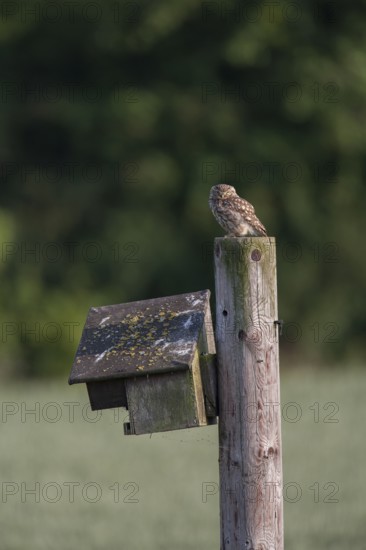 Little owl (Athene noctua) adult bird perched on a nesting post on farmland, England, United Kingdom