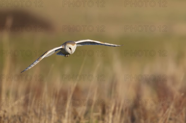 Barn owl (Tyto alba) adult bird in flight hunting over grassland, Norfolk, England, United Kingdom