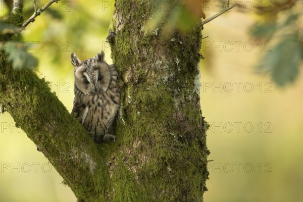 Long eared owl (Asio otus) adult bird sleeping in a tree, Scotland, United Kingdom