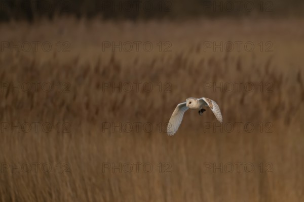 Barn owl (Tyto alba) adult bird carrying a vole back to its nest site over reed beds at dusk, RSPB Fowlmere nature reserve, Cambridgeshire, England, United Kingdom