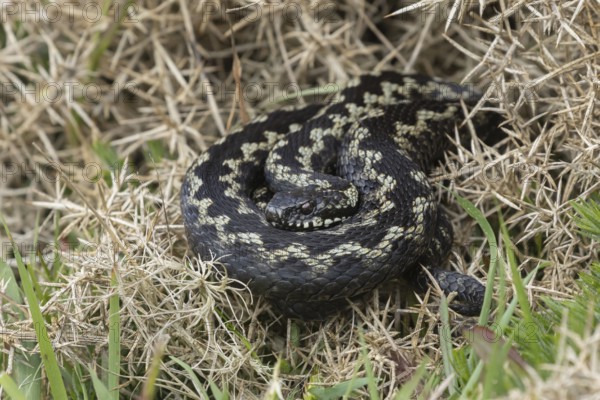 Common european adder or viper snake (Vipera berus) adult reptile basking on a Gorse bush in spring, RSPB Minsmere nature reserve, Suffolk, England, United Kingdom