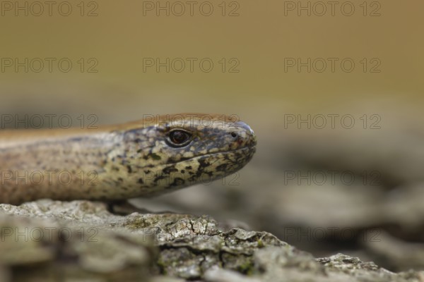 Slow worm (Anguis fragilis) adult reptile on a tree stump in summer, England, United Kingdom