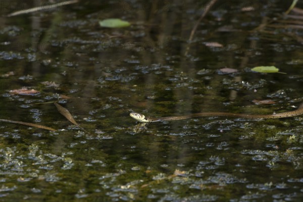 Grass snake (Natrix natrix) adult reptile swimming across a pond, RSPB Minsmere nature reserve, Suffolk, England, United Kingdom