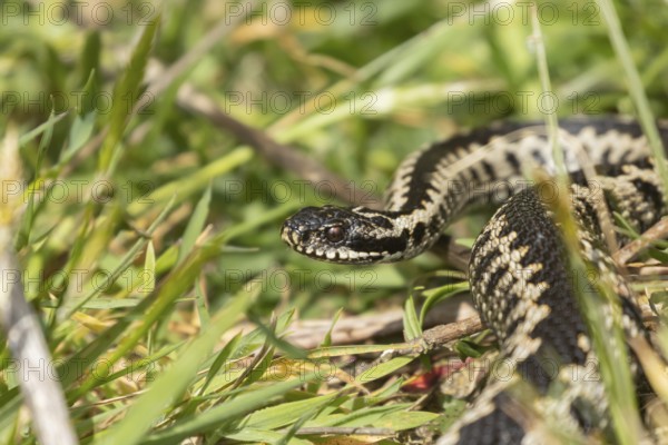 Common european adder or viper snake (Vipera berus) adult reptile in grassland in spring, England, United Kingdom