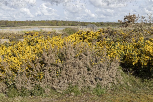 Common european adder or viper snake (Vipera berus) adult reptile basking on a Gorse bush with a view across a scrape in spring, RSPB Minsmere nature reserve, Suffolk, England, United Kingdom