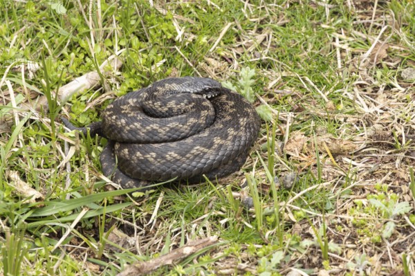 Common european adder or viper snake (Vipera berus) adult reptile coiled basking or warming up in grassland in spring, RSPB Minsmere nature reserve, Suffolk, England, United Kingdom