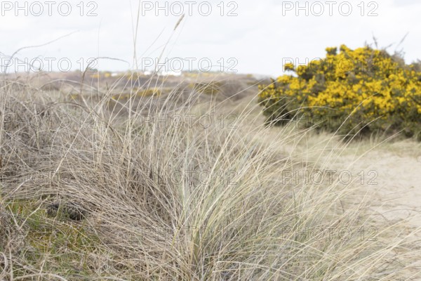 Common european adder or viper snake (Vipera berus) adult reptile basking or warming up in grassland on a sand dune in spring, RSPB Minsmere nature reserve, Suffolk, England, United Kingdom