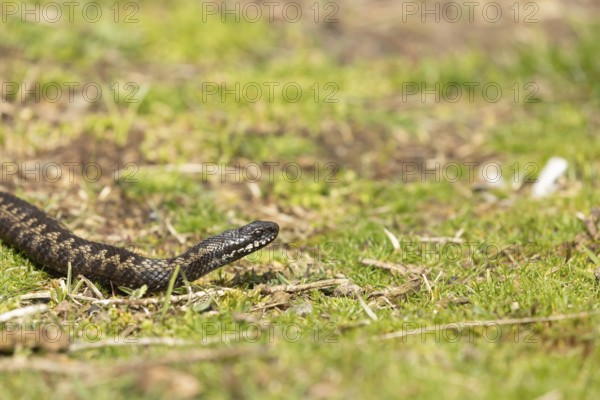 Common european adder or viper snake (Vipera berus) adult reptile on grassland in spring, RSPB Minsmere nature reserve, Suffolk, England, United Kingdom