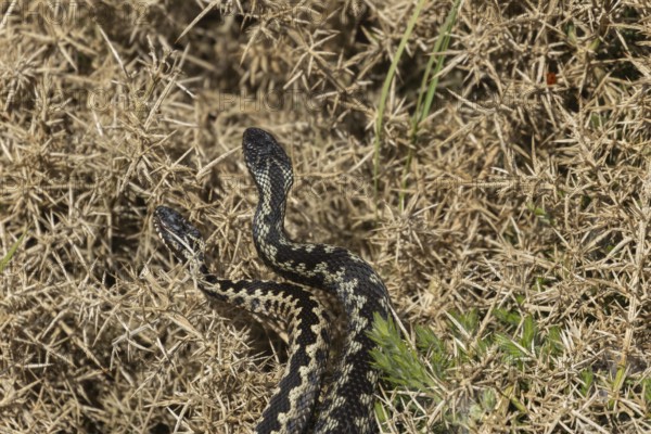 Common european adder or viper snake (Vipera berus) two adult reptile male snakes dancing fighting on a Gorse bush in spring, RSPB Minsmere nature reserve, Suffolk, England, United Kingdom