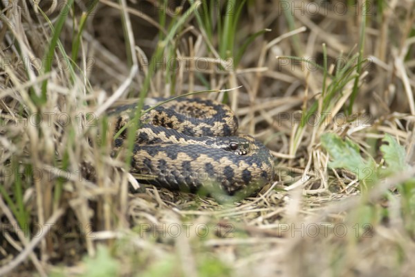 Common european adder or viper snake (Vipera berus) adult reptile basking or warming up in grassland in spring, RSPB Minsmere nature reserve, Suffolk, England, United Kingdom
