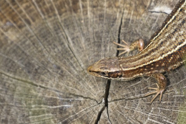 Common lizard (Zootoca vivipara) adult reptile resting on a tree stump, England, United Kingdom