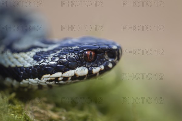 Common european adder or viper snake (Vipera berus) adult reptile on a moss covered tree stump in spring, England, United Kingdom