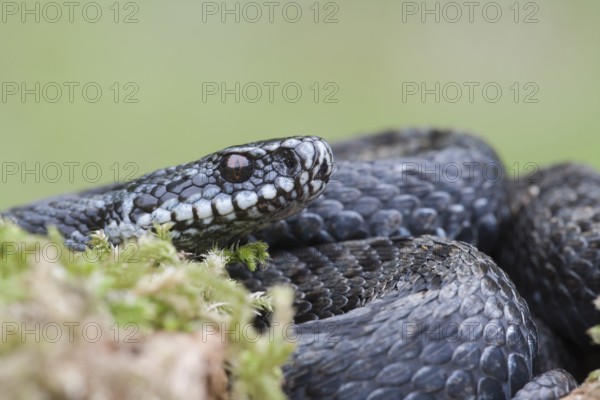 Common european adder or viper snake (Vipera berus) adult black reptile on a moss covered tree stump in spring, England, United Kingdom