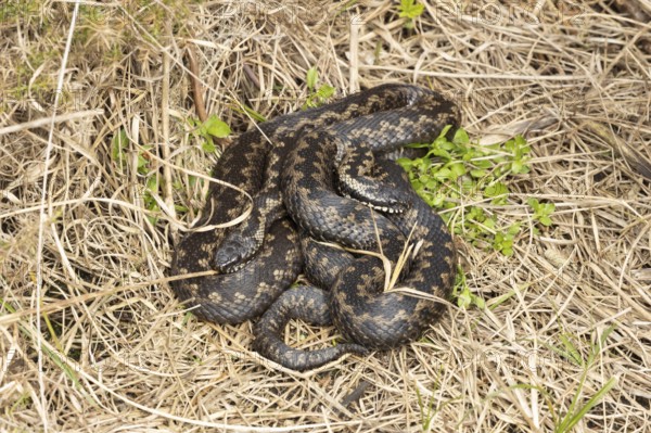 Common european adder or viper snake (Vipera berus) two adult reptiles basking or warming up by a Gorse bush in spring, RSPB Minsmere nature reserve, Suffolk, England, United Kingdom