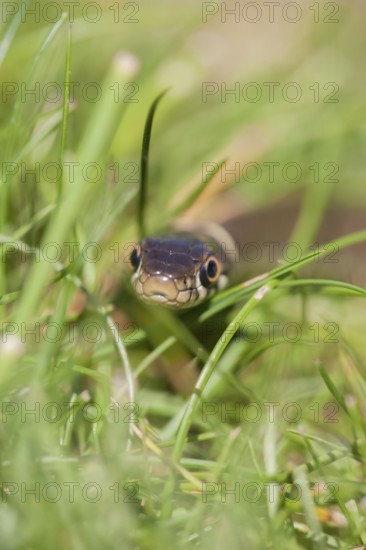 Grass snake (Natrix natrix) adult reptile in grassland, England, United Kingdom