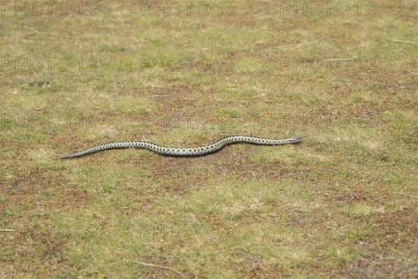Common european adder or viper snake (Vipera berus) adult reptile moving on open grassland in spring, RSPB Minsmere nature reserve, Suffolk, England, United Kingdom