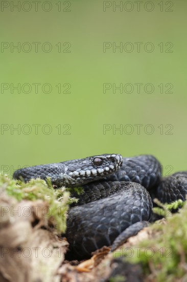 Common european adder or viper snake (Vipera berus) adult black reptile on a moss covered tree stump in spring, England, United Kingdom