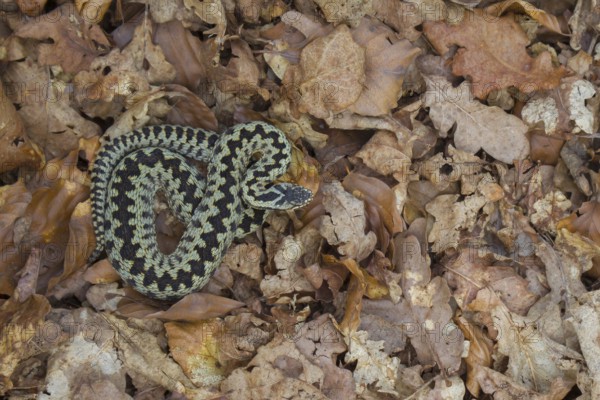 Common european adder or viper snake (Vipera berus) adult reptile on fallen leaves in spring, England, United Kingdom