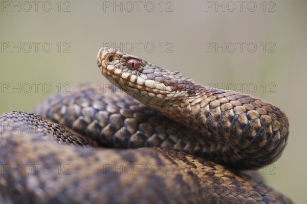 Common european adder or viper snake (Vipera berus) adult female reptile coiled in a ball in spring, England, United Kingdom