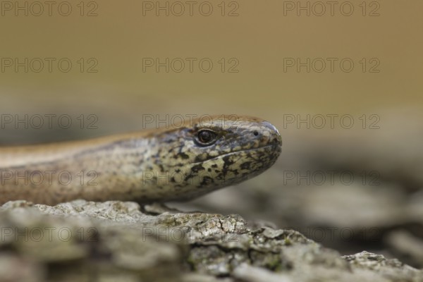 Slow worm (Anguis fragilis) adult reptile basking on a tree stump in summer, England, United Kingdom