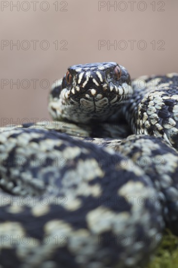 Common european adder or viper snake (Vipera berus) adult reptile coiled in a ball in spring, England, United Kingdom