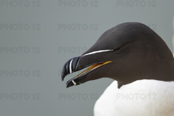 Razorbill (Alca torda) adult seabird bird head portrait, RSPB Bempton cliffs nature reserve, Yorkshire, England, United Kingdom
