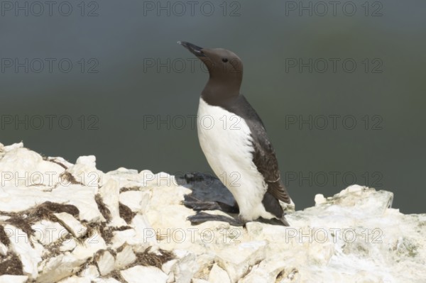 Guillemot (Uria aalge) adult seabird bird on a cliff ledge in summer, RSPB Bempton cliffs nature reserve, Yorkshire, England, United Kingdom