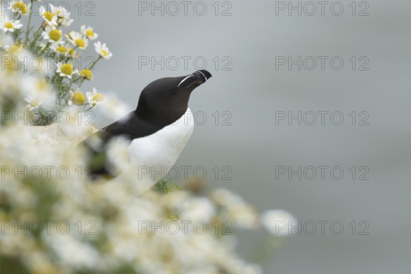 Razorbill (Alca torda) adult seabird bird on a cliff top amongst Mayweed flowers in summer, RSPB Bempton cliffs nature reserve, Yorkshire, England, United Kingdom