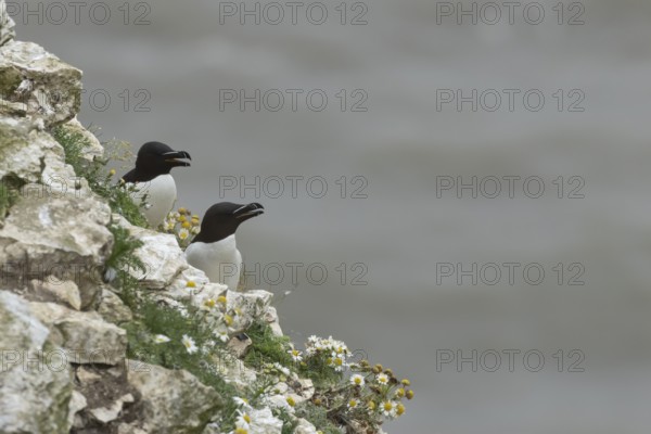 Razorbill (Alca torda) two adult seabird birds calling on a cliff ledge in summer, RSPB Bempton cliffs nature reserve, Yorkshire, England, United Kingdom
