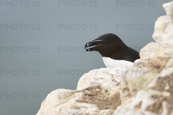 Razorbill (Alca torda) adult seabird bird on a cliff ledge, RSPB Bempton cliffs nature reserve, Yorkshire, England, United Kingdom